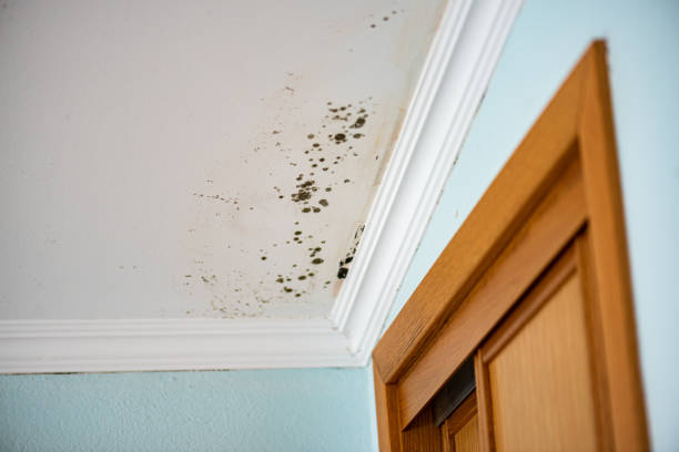 Best White Mold Remediation in Highgrove, CA