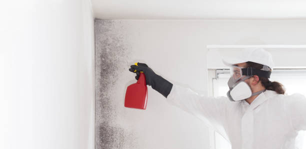 Best Basement Mold Remediation in Highgrove, CA