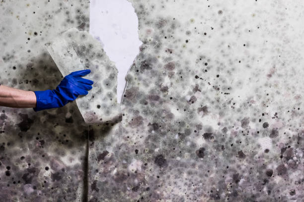 Best Mold Testing and Inspection Services in Highgrove, CA