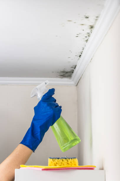 Best Residential Mold Remediation in Highgrove, CA